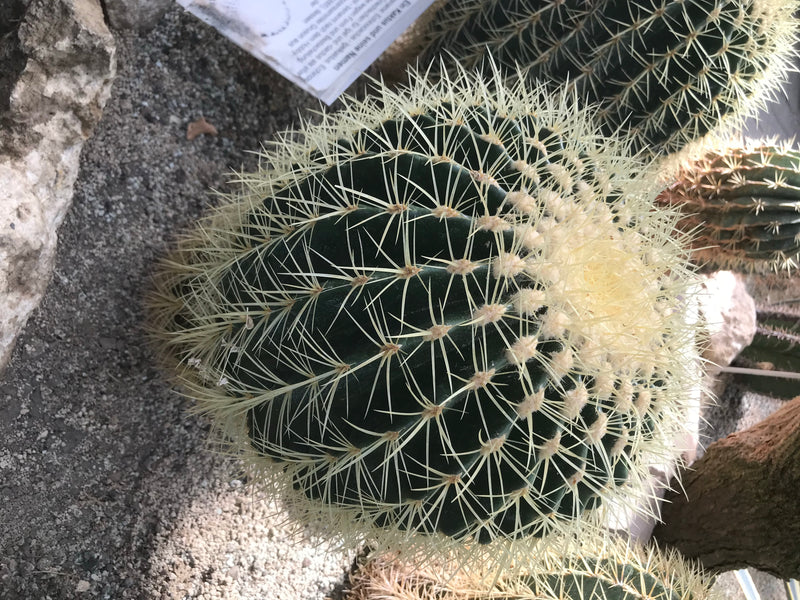 Cactus boule d'or (forme jeune) — photo 1 sur 7