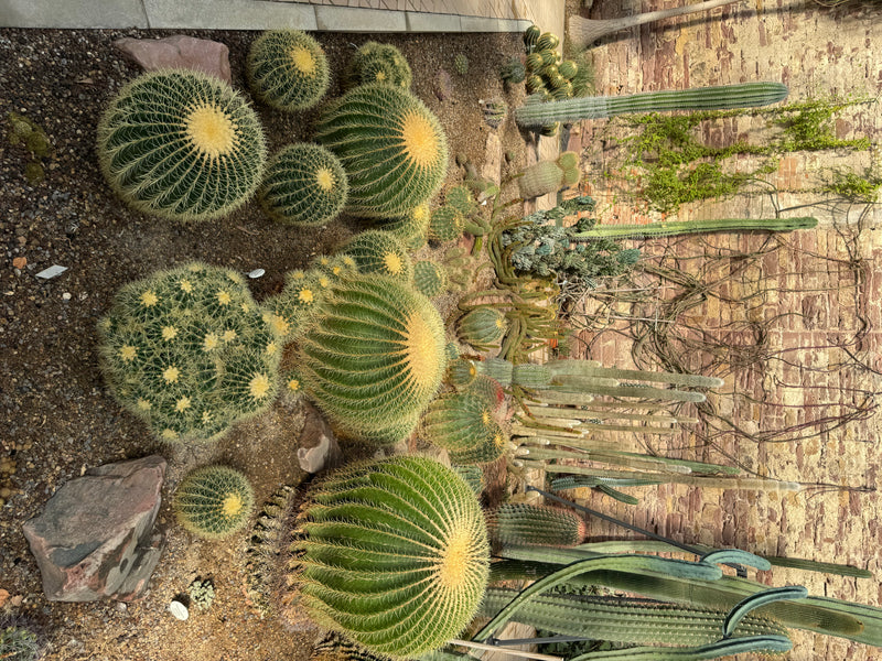 Plusieurs coussins de belle-mère sphériques aux épines jaunâtres poussent aux côtés de cactus colonnaires dans un parterre de gravier devant un mur de briques.