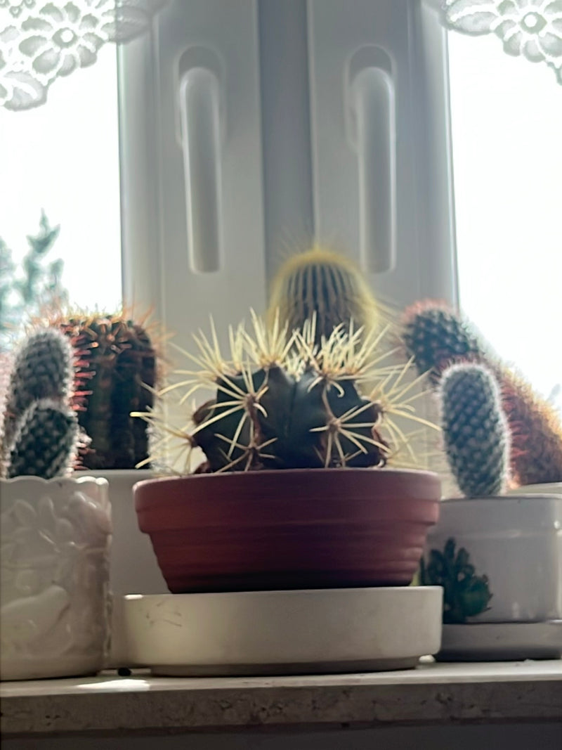 Cactus boule d'or (forme jeune) — photo 5 sur 7