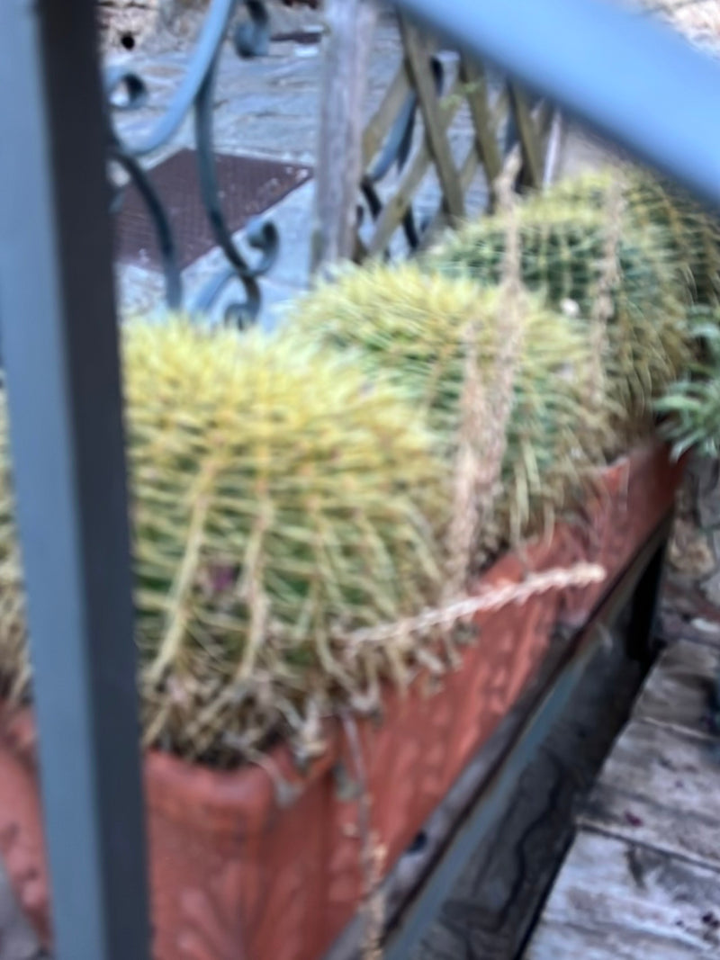 Cactus boule d'or (forme jeune) — Bild 1
