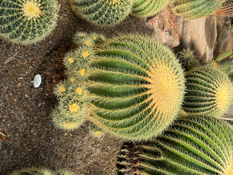 Un grand coussin de belle-mère (Echinocactus grusonii) avec de denses épines jaunes et de petits rejets vu d'en haut.
