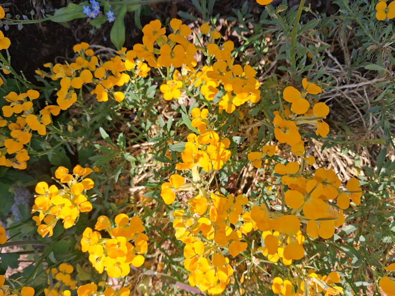 Laque dorée — Bild 3
