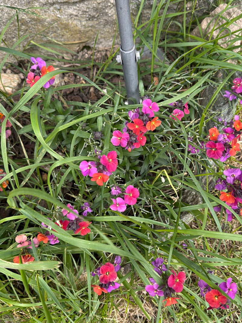 La photo montre des giroflées en fleurs aux teintes colorées parmi l'herbe et les pierres. La plante se trouve dans un environnement naturel.