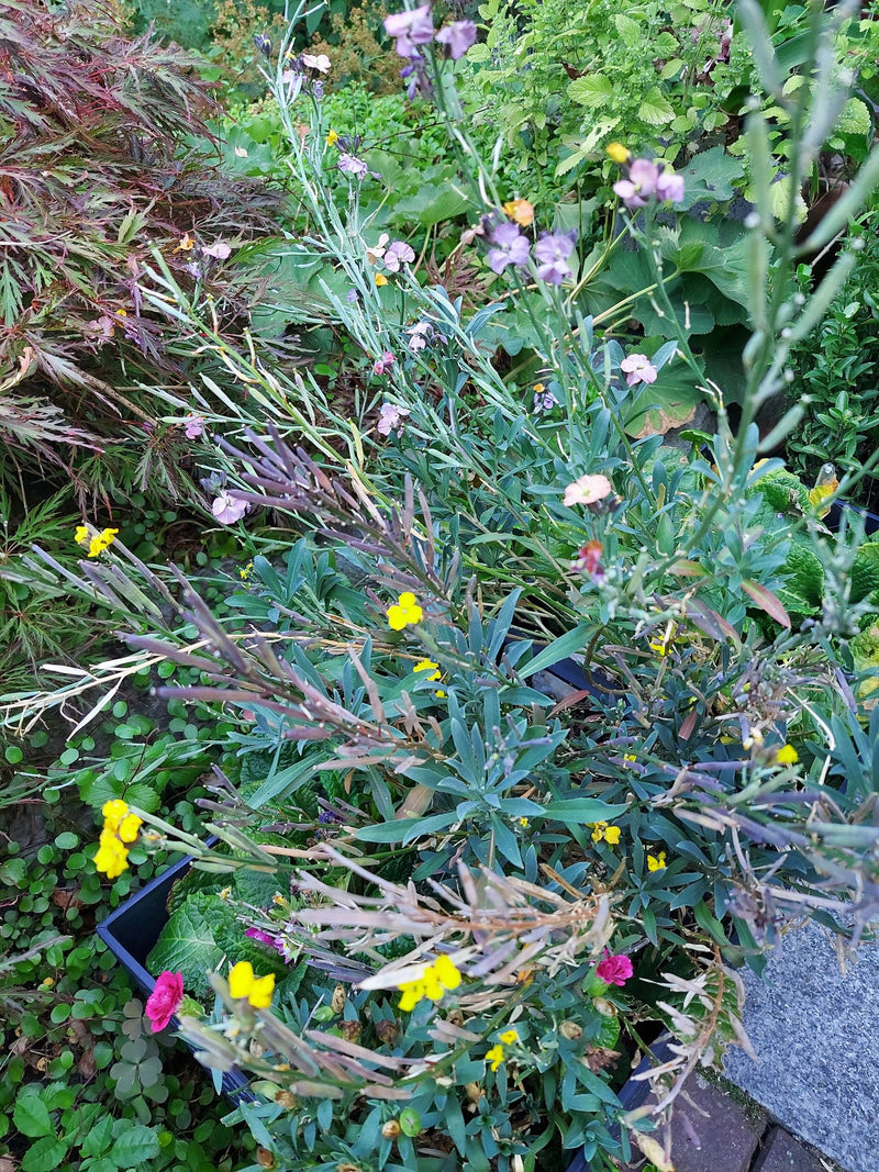 On y voit une giroflée des murailles en fleurs avec des fleurs jaunes et violettes ainsi que des siliques allongées. La vue montre la plante par-dessus dans ...
