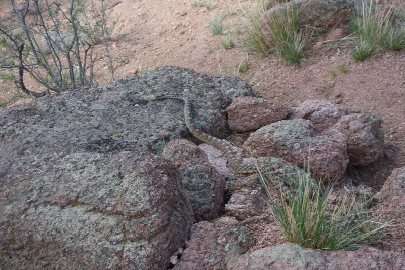 Serpent Gopher — Bild 1