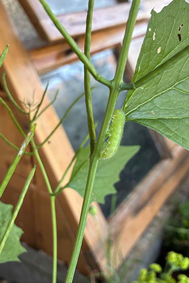 Papillon blanc veiné de vert — Bild 1