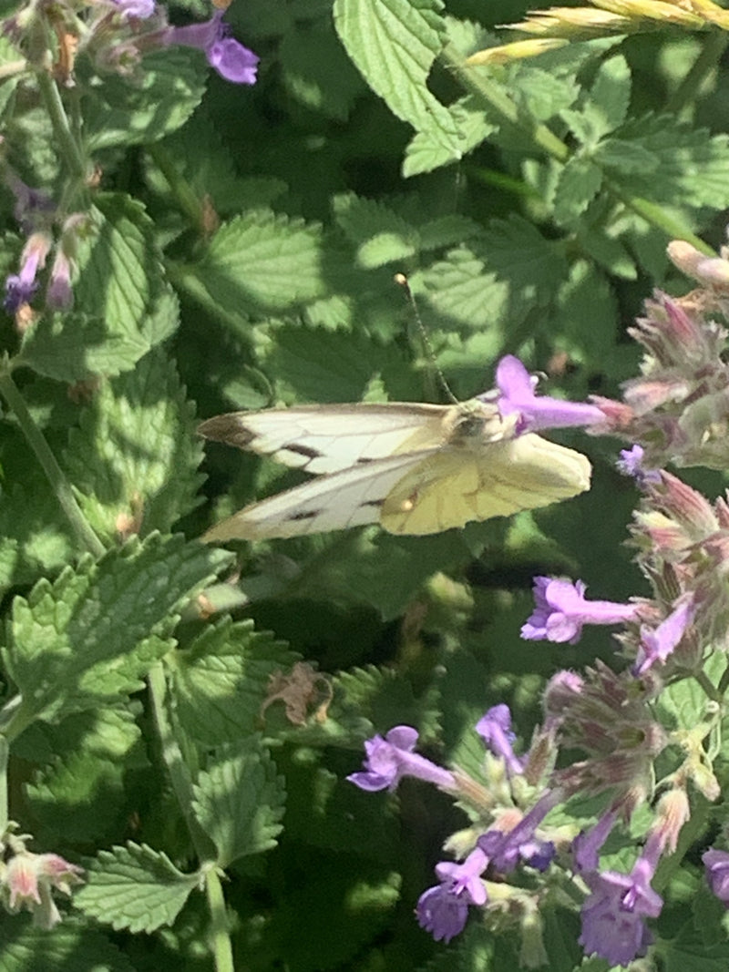 Papillon blanc veiné de vert — photo 3 sur 9