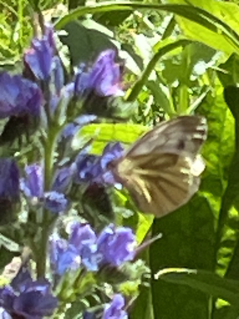 Papillon blanc veiné de vert — photo 4 sur 9