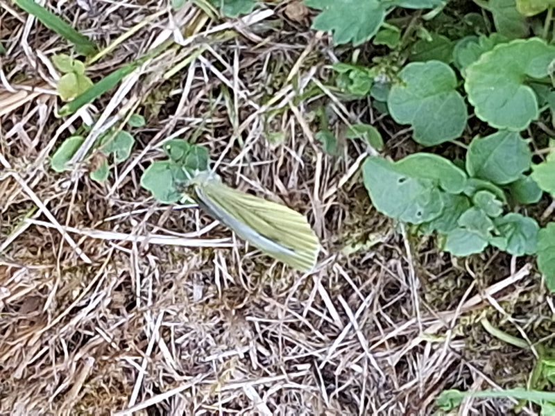 Papillon blanc veiné de vert — photo 1 sur 9
