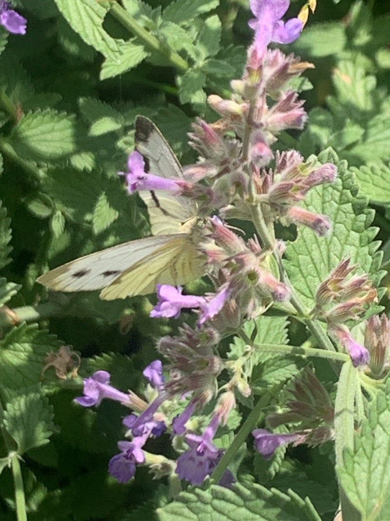 Papillon blanc veiné de vert — photo 2 sur 9