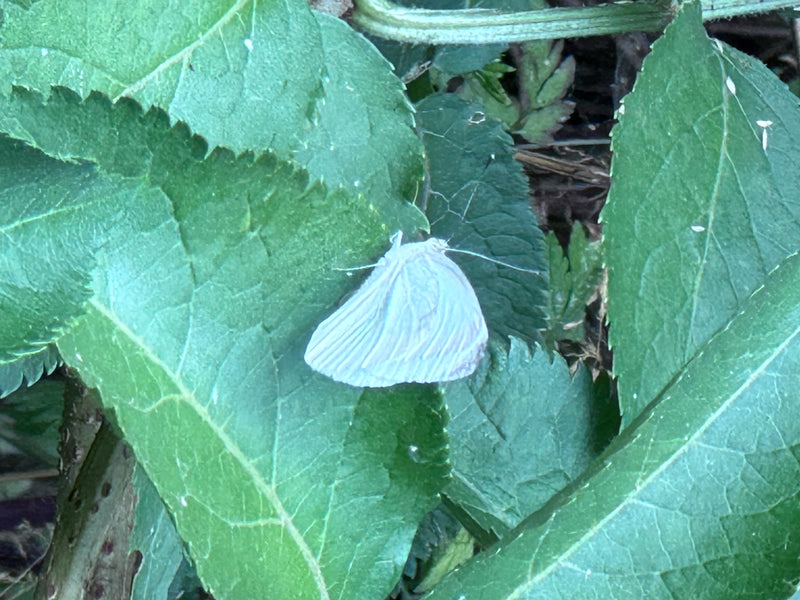 Papillon blanc veiné de vert — photo 5 sur 9