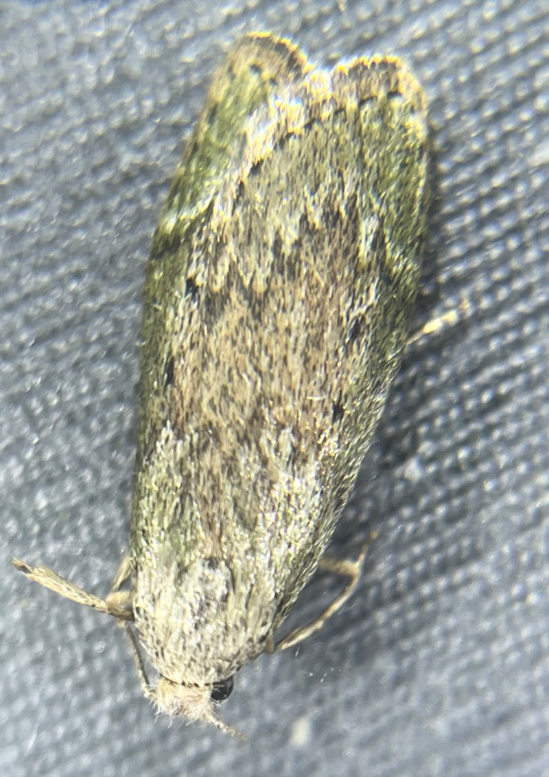 Papillons de nuit du chêne vert — Bild 1