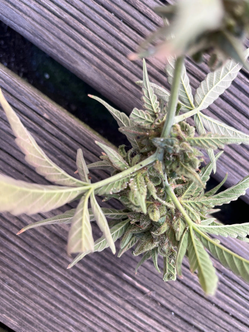 L'image montre de petits pucerons sur une plante. Ils sont posés sur les feuilles et les tiges.