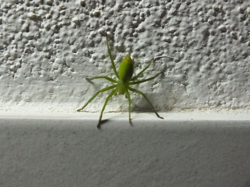 Araignée verte — Bild 1