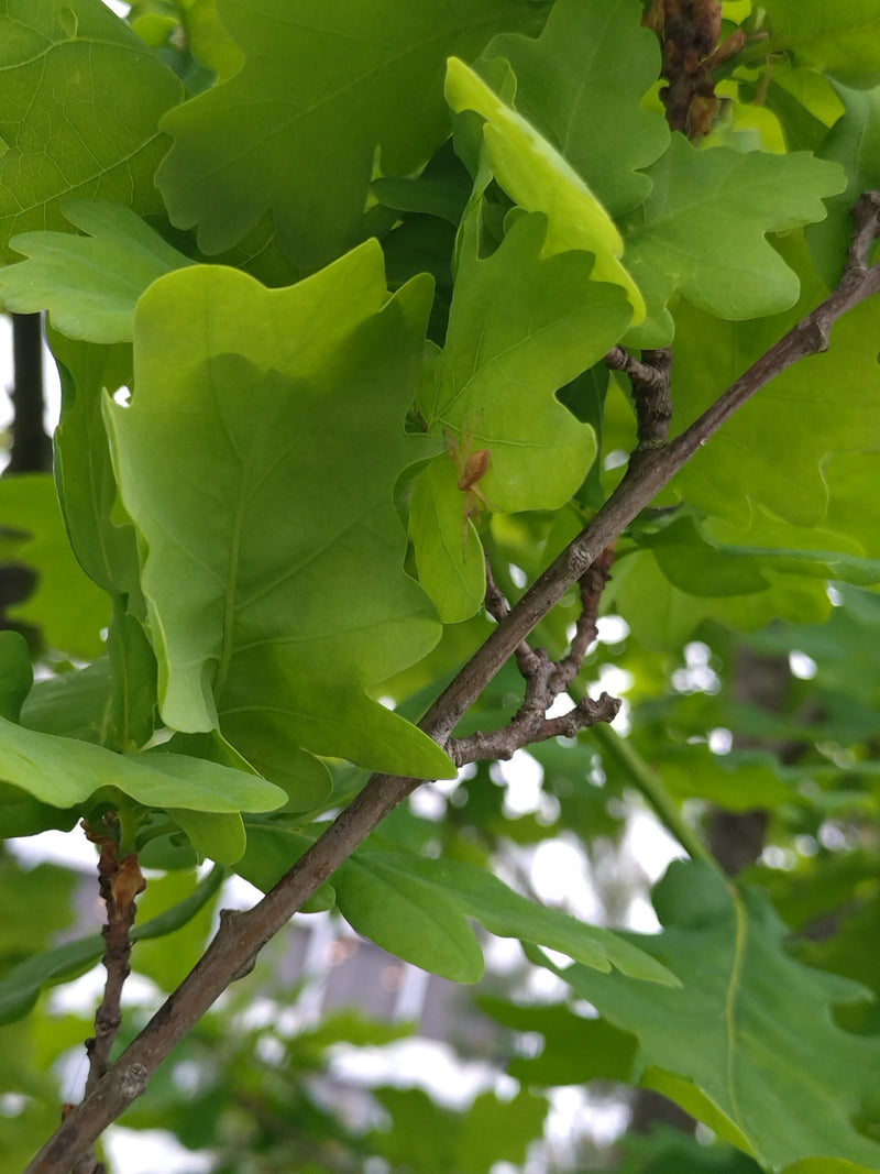 Araignée crabe verte — Bild 1