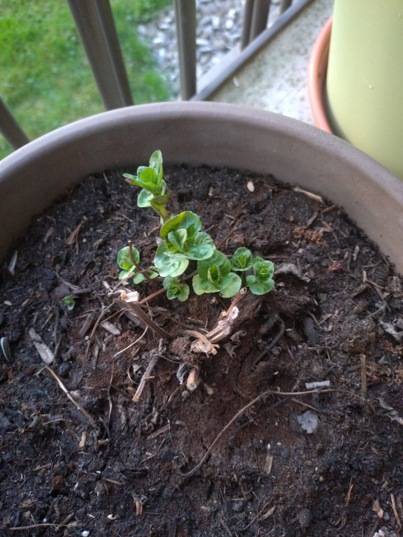 Menthe verte — Bild 1