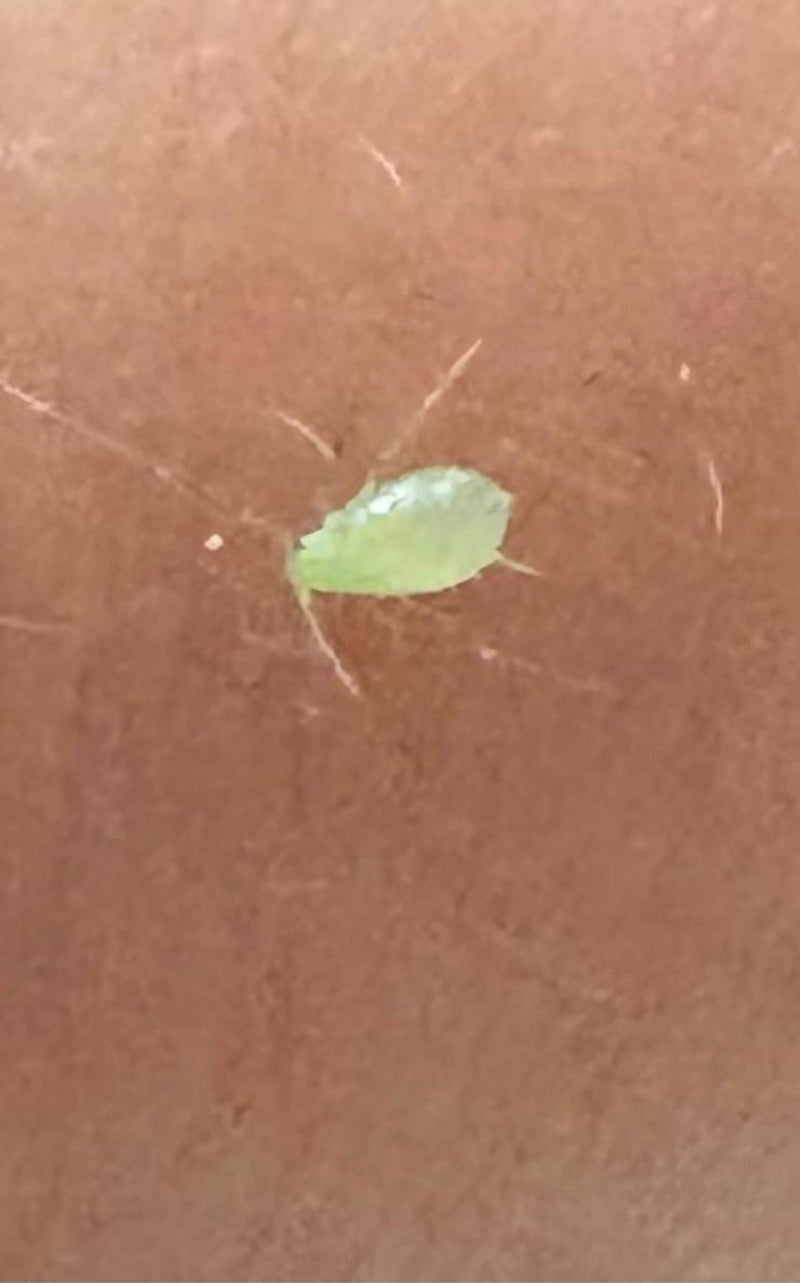 Puceron vert du pêcher — Bild 3