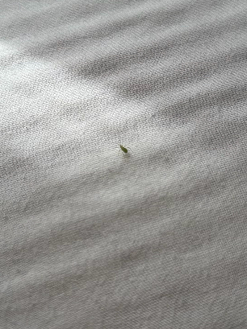 Puceron vert du pêcher — Bild 2