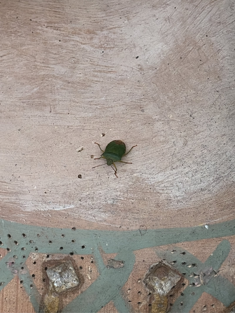 L'image montre une nymphe de punaise verte posée sur une surface texturée. L'insecte est photographié en vue plongeante.