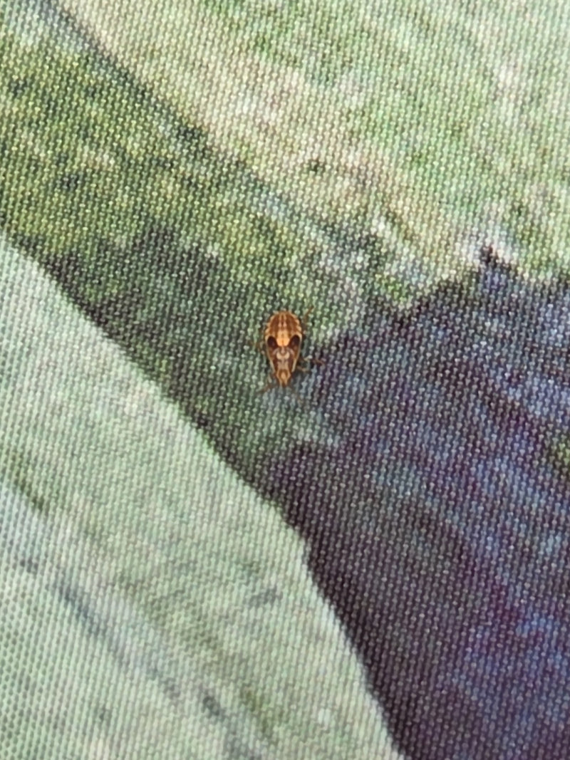L'image montre une nymphe de punaise verte assise sur une surface textile à motifs. L'insecte présente sa forme juvénile caractéristique.