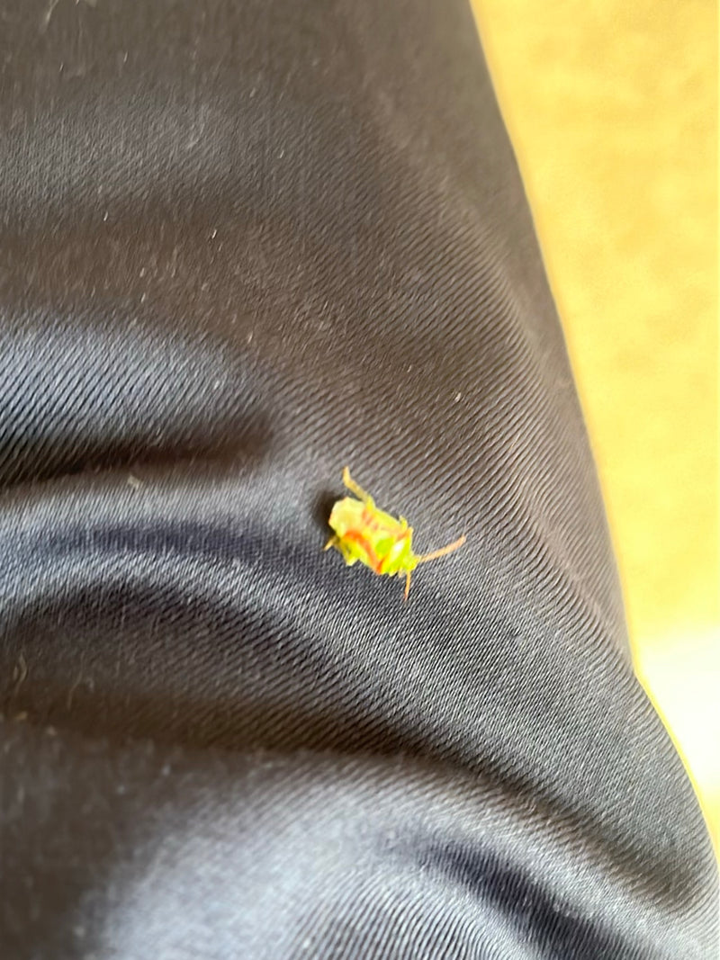 Une nymphe de punaise verte se trouve sur un tissu sombre. Le jeune insecte est bien visible.