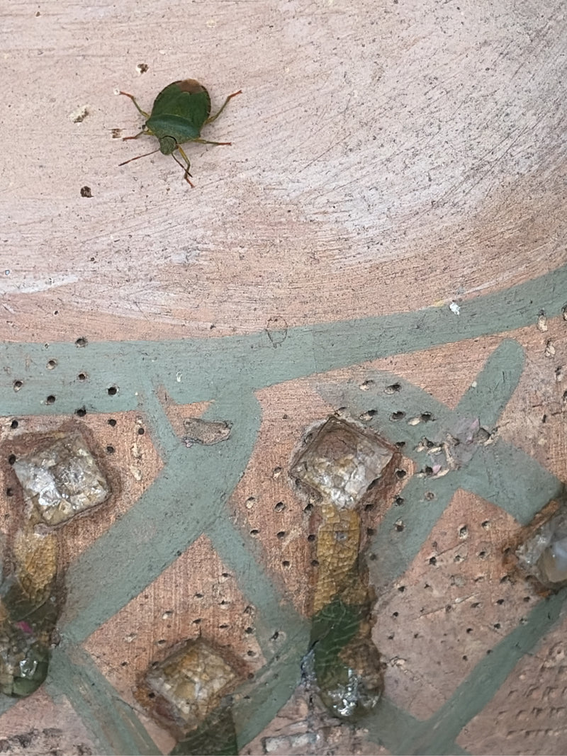 Une nymphe de punaise verte est assise sur une surface structurée et à motifs. L'insecte est clairement visible.