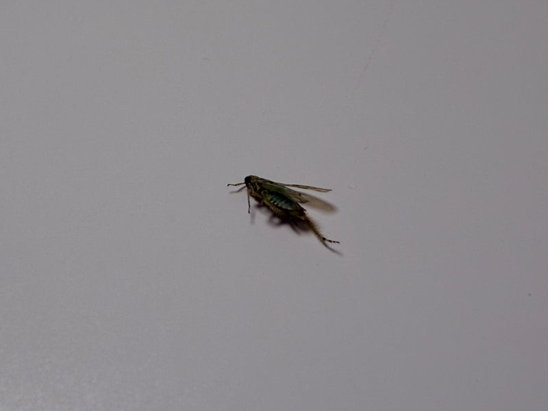Cigale verte — photo 1 sur 10