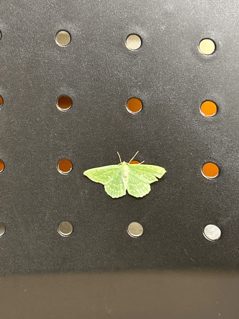 Papillon des feuilles vertes — Bild 1