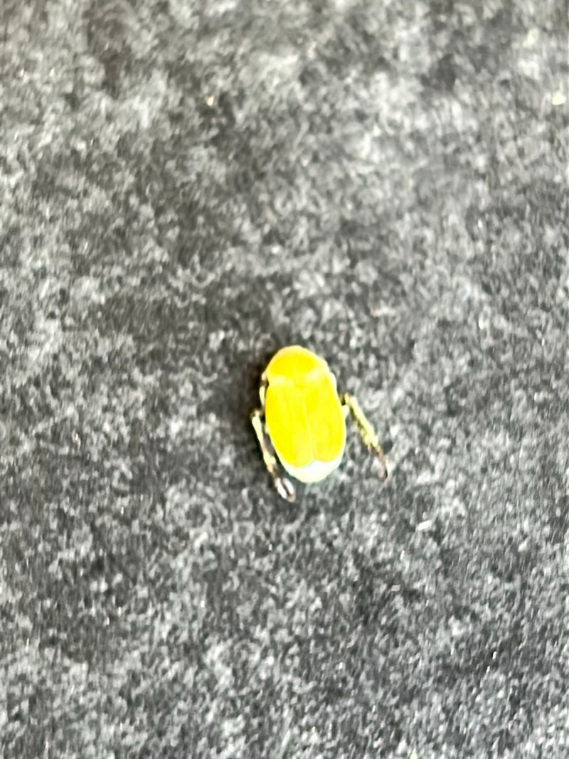 Coléoptère vert du charbon de bois — Bild 2