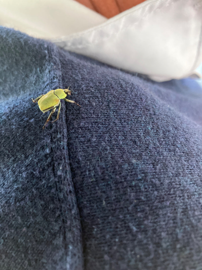 Coléoptère vert du charbon de bois — Bild 3