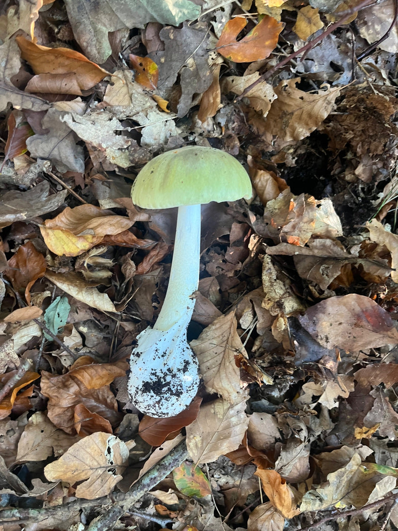 Un sporophore bien visible d'amanite phalloïde, avec son chapeau verdâtre et son bulbe dégagé, repose sur une litière de feuilles mortes.