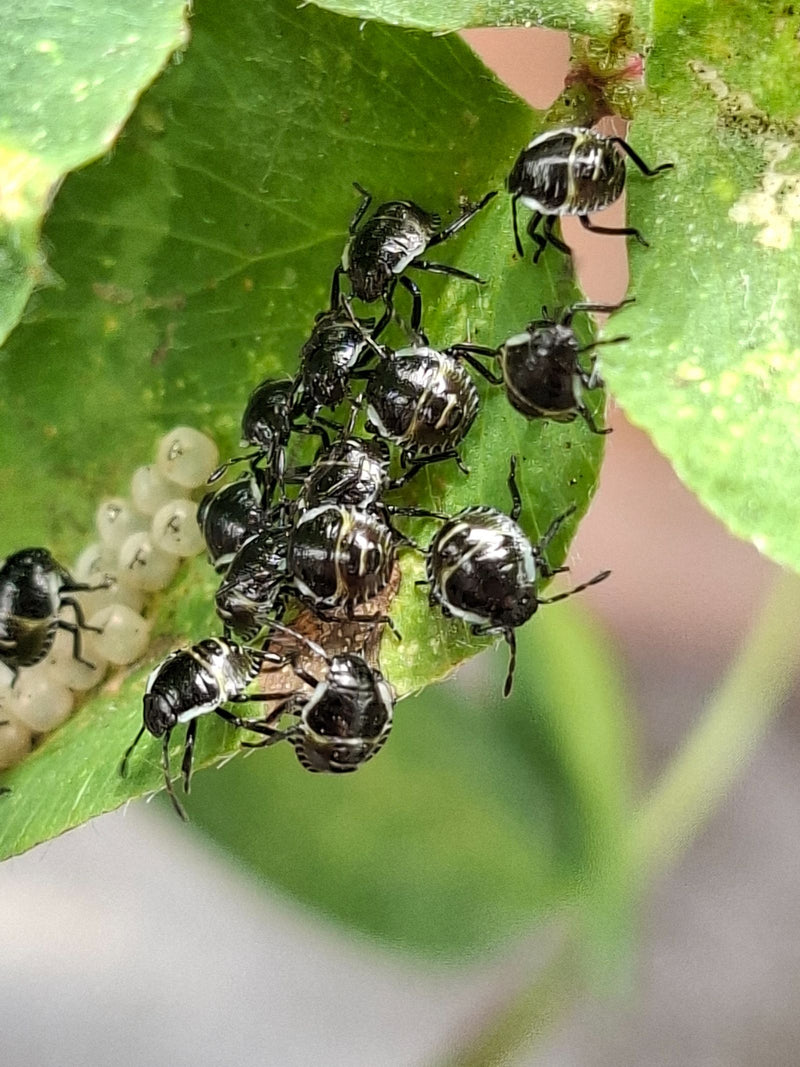 Nymphe de la punaise verte du riz — Bild 1