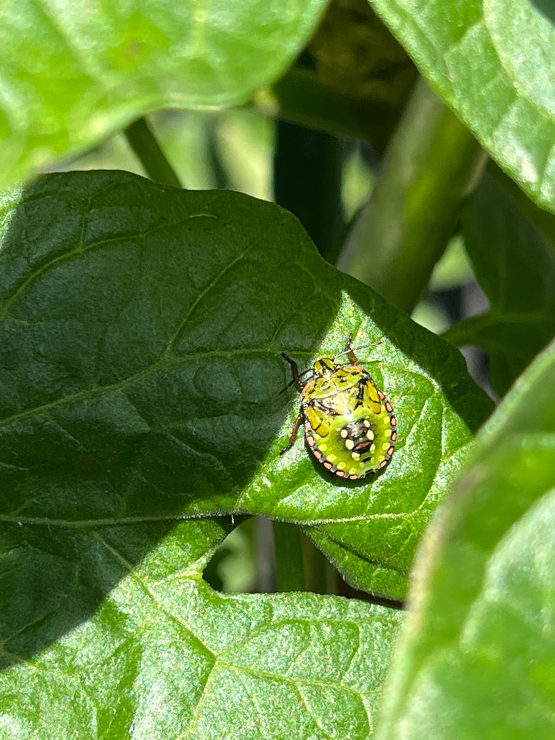 Une nymphe de la punaise verte ponctuée repose au soleil sur une feuille verte.