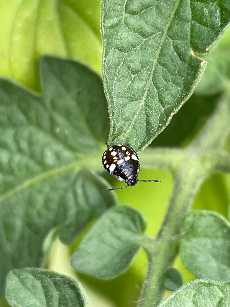 Nymphe de la punaise verte du riz — photo 5 sur 21