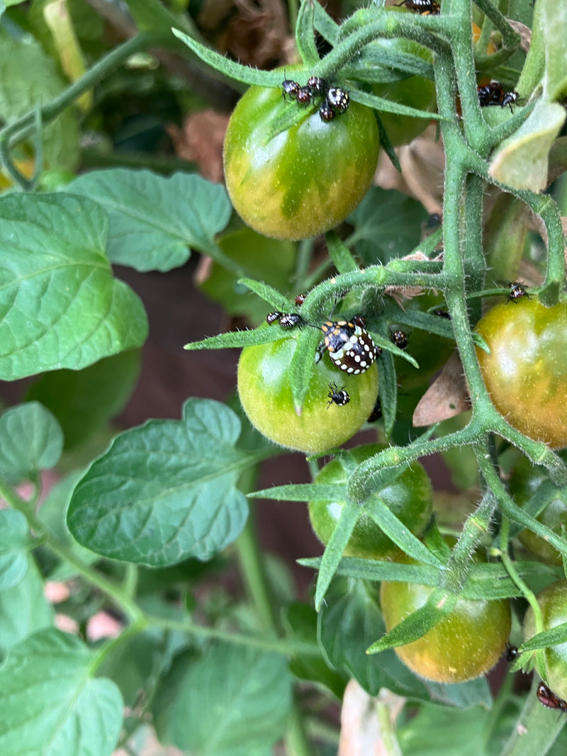 Nymphe de la punaise verte du riz — photo 3 sur 21
