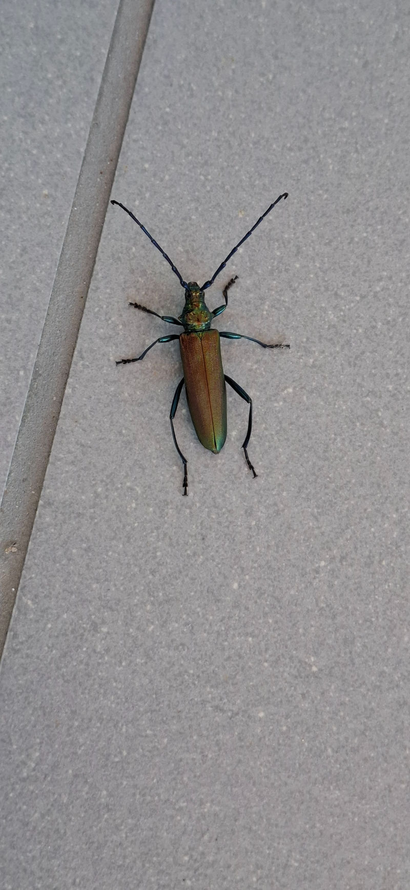 Schmalbock vert — Bild 1