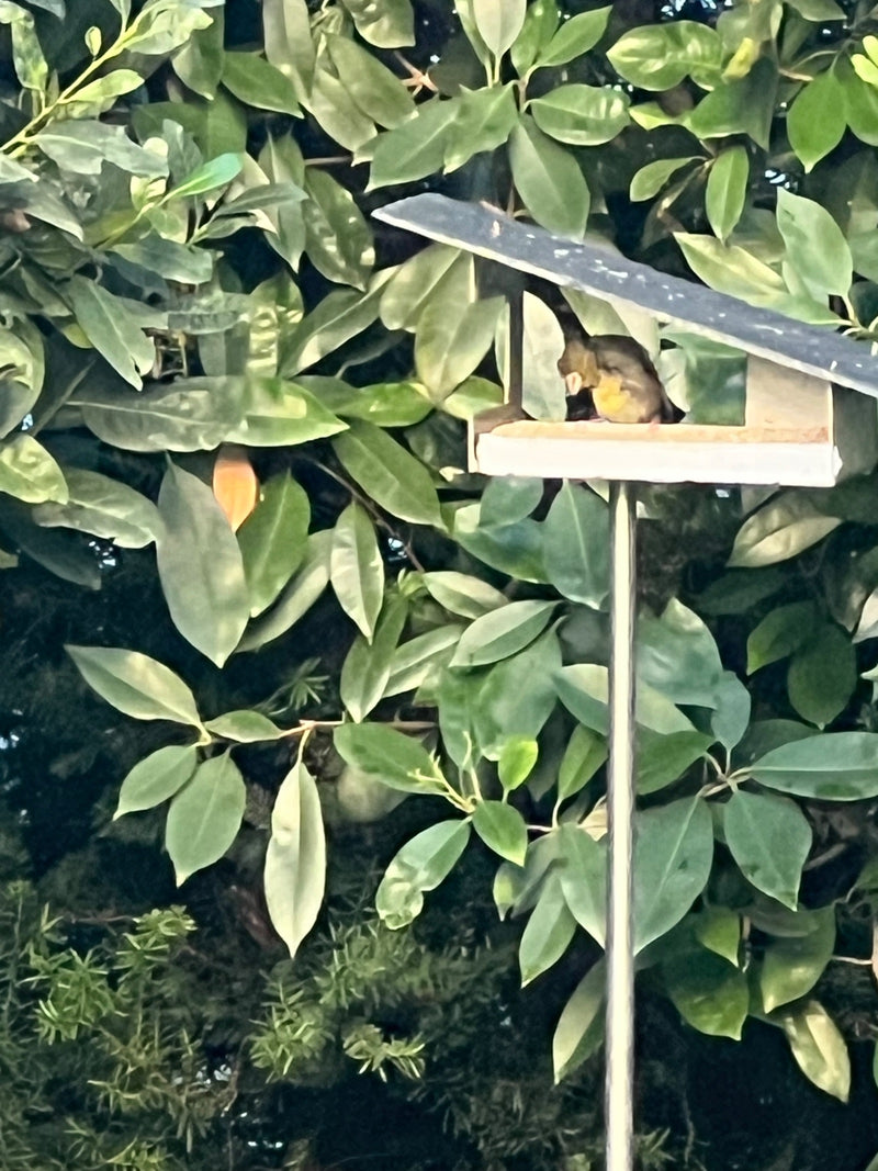 Un verdier d'Europe est assis dans une petite mangeoire placée devant une haie dense. L'oiseau se repose à l'ombre du toit.