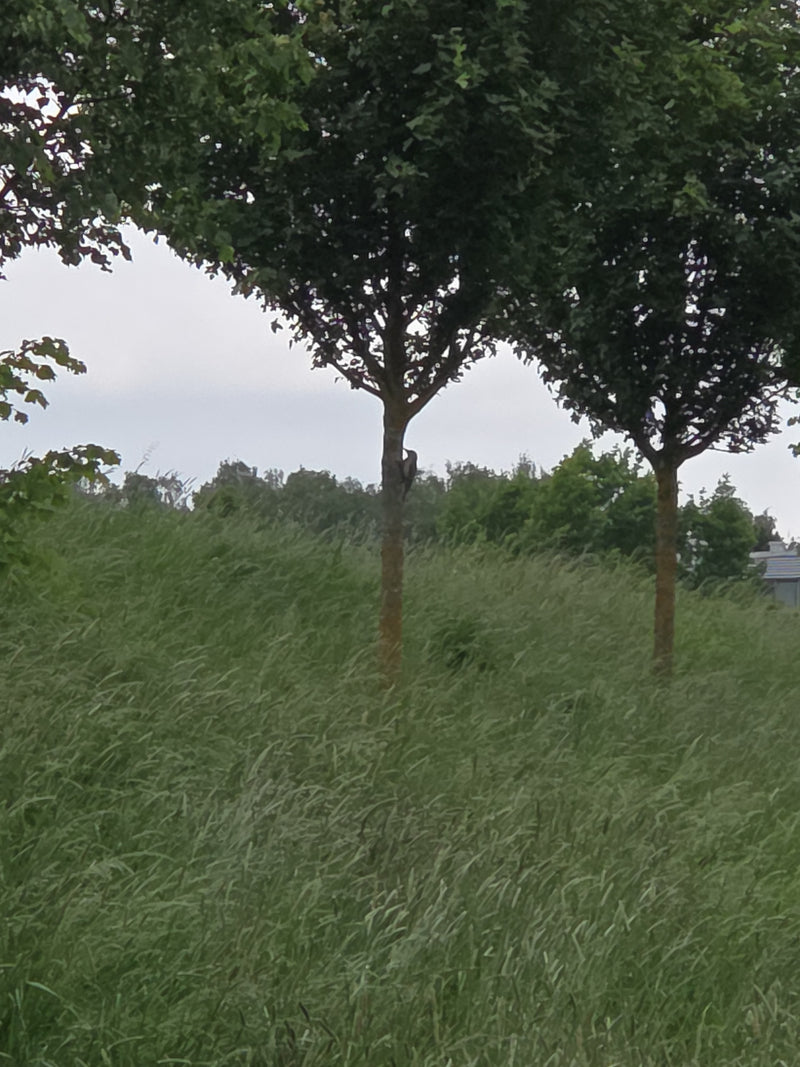Pic vert — Bild 2