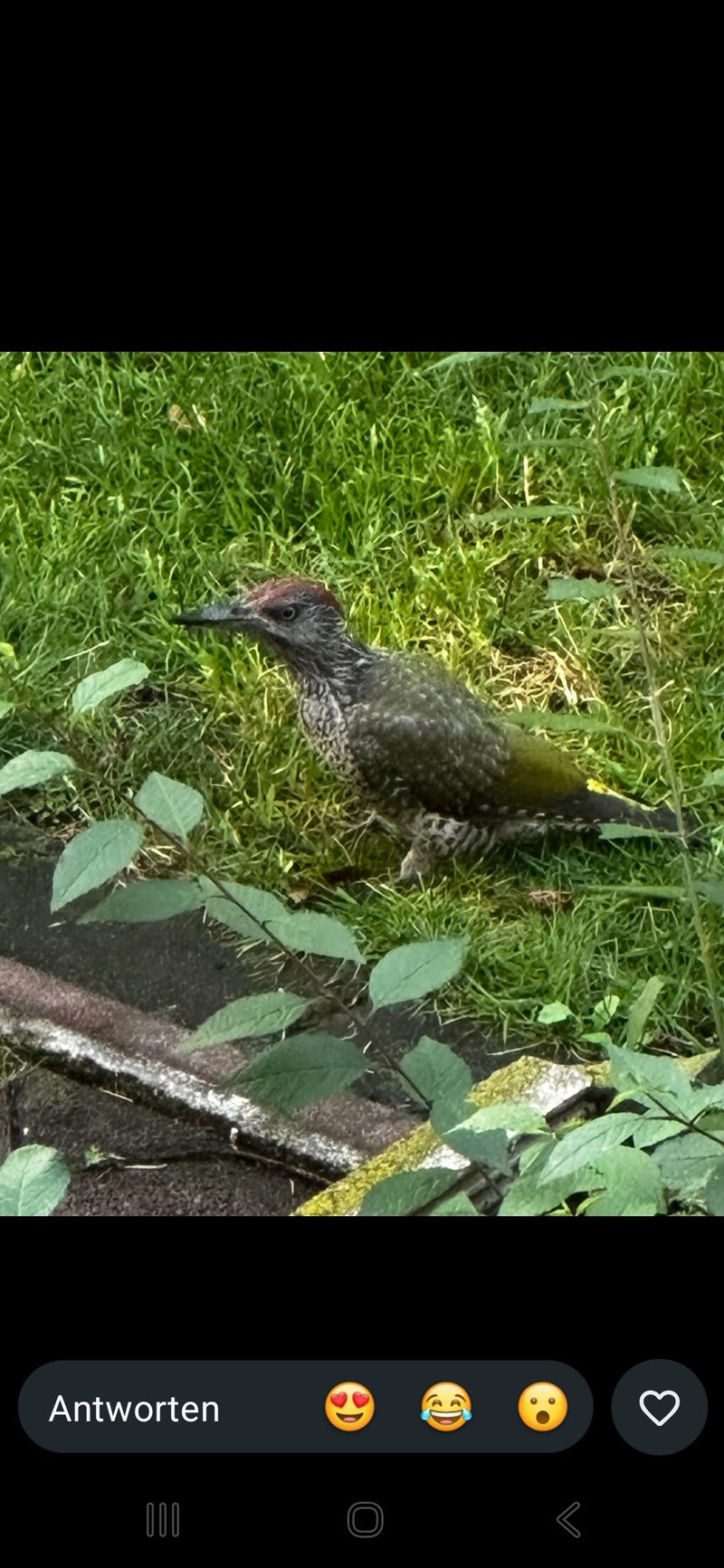 Un jeune pic vert est assis sur le sol dans l'herbe verte. Son plumage présente déjà des caractéristiques verdâtres et tachetées.