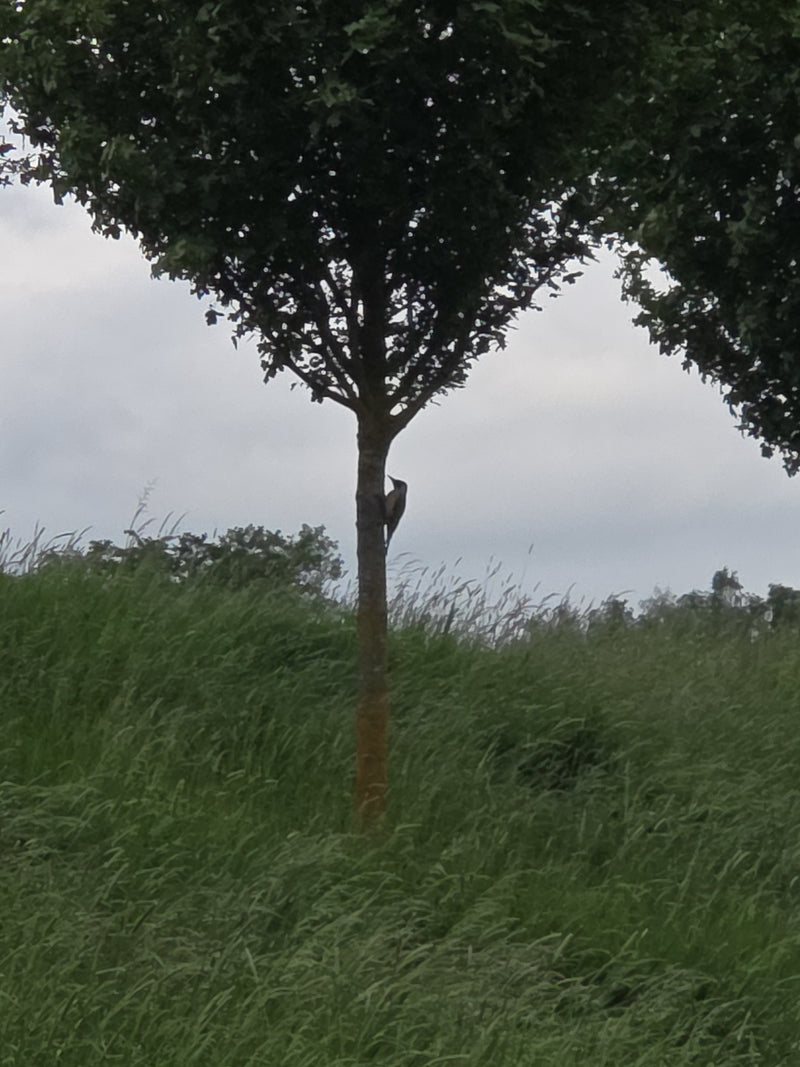 Pic vert — Bild 1