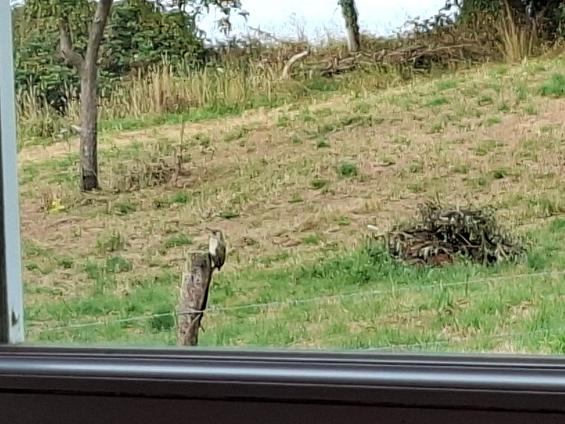 Un pic vert est assis sur un piquet en bois au loin. Une prairie verdoyante avec des arbres est visible en arrière-plan.