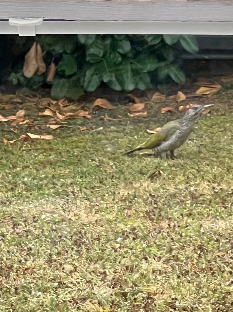 Un pic vert se tient de profil sur une pelouse devant des verts buissons. Son plumage présente la coloration typique vert et gris.