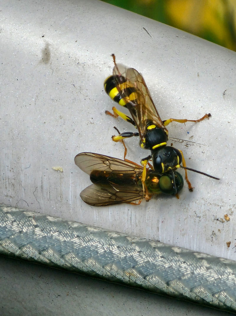Grabwespe (Gattung Ectemnius) — photo 1 sur 2