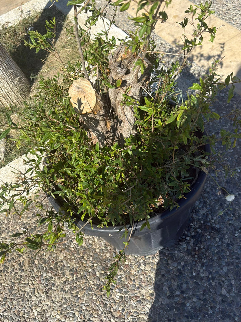 On peut voir un grenadier poussant dans un pot noir avec de nombreuses feuilles vertes et un tronc taillé. La plante se trouve sur un sol en pierre claire.