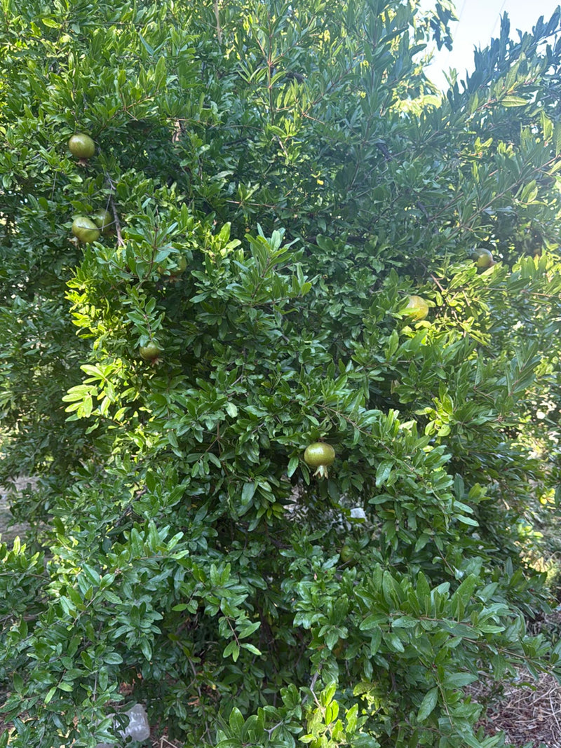 L'image montre un grenadier luxuriueux avec un feuillage vert dense et plusieurs fruits non mûrs qui y poussent.
