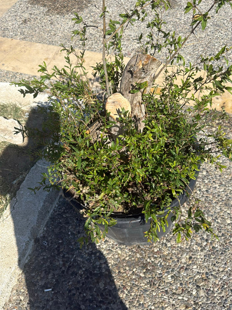 L'image montre un grenadier dans un pot de fleurs rond. La plante présente de nombreuses feuilles vertes et des branches fraîchement taillées.