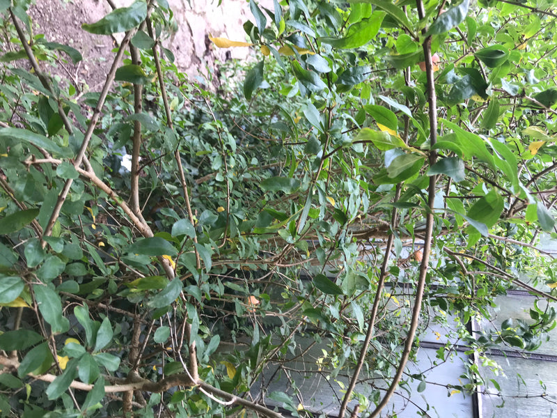 On aperçoit un arbuste dense doté de nombreuses feuilles vertes et de branches ramifiées. L'image montre les structures typiques d'un grenadier.