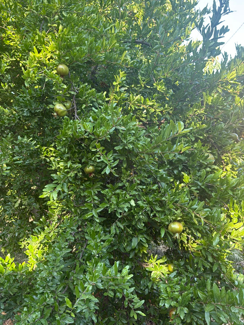 On aperçoit un grenadier dense avec de nombreuses feuilles vertes et plusieurs fruits verts et non mûrs parmi le feuillage.