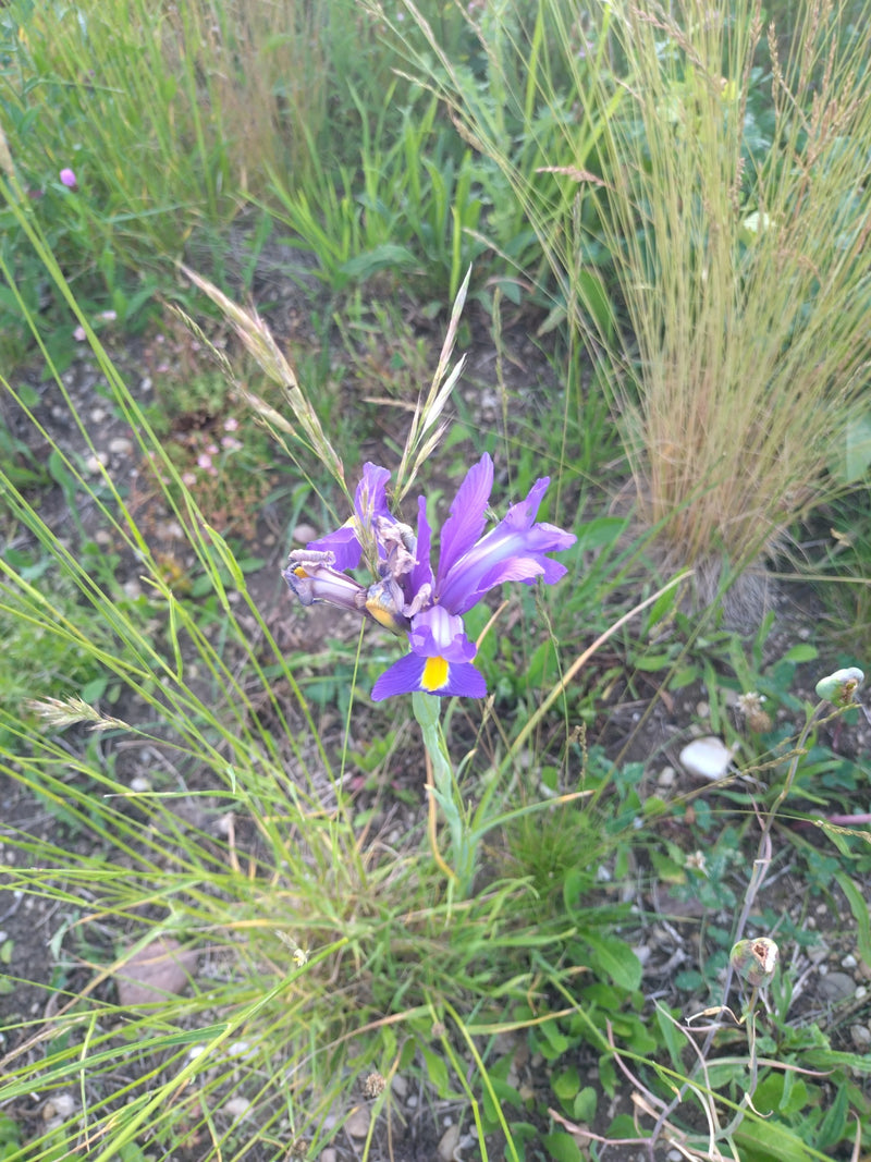 Iris herbeux — Bild 1