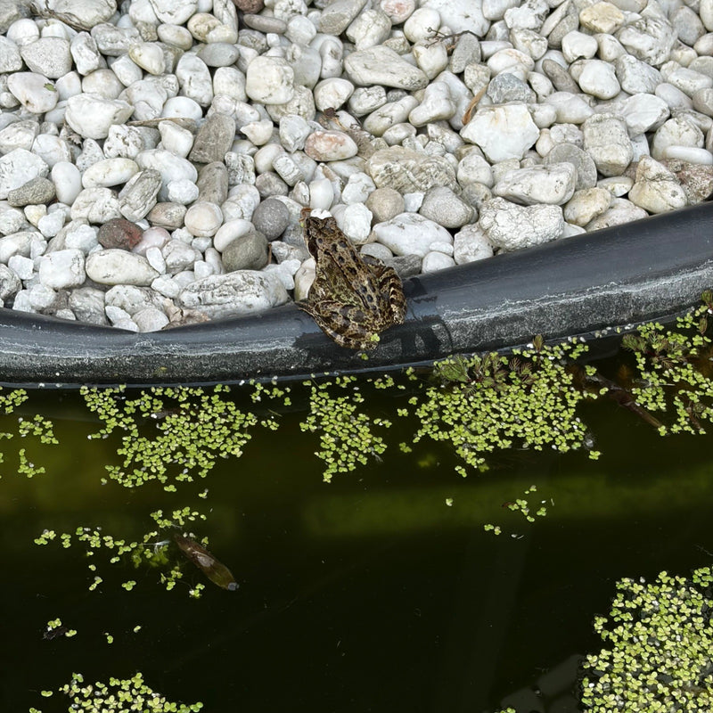 Grenouille rousse — Bild 1